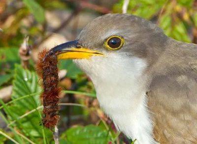 birdnote q&a: what birds eat
