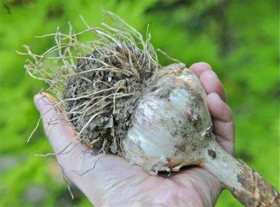 garlic harvest: digging, curing, storing–and eventually planting more