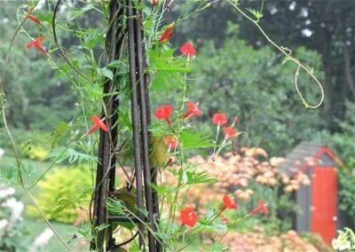 cardinal climber and its cousins, annual vines that are hummingbird favorites