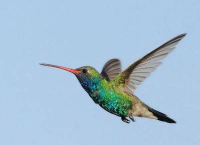 birdnote q&a: your questions answered on hummingbird migration, and flying in formation