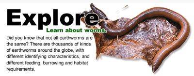 earthworm 101, with great lakes worm watch