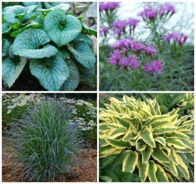 time-tested perennials, with kathy tracey of avant gardens