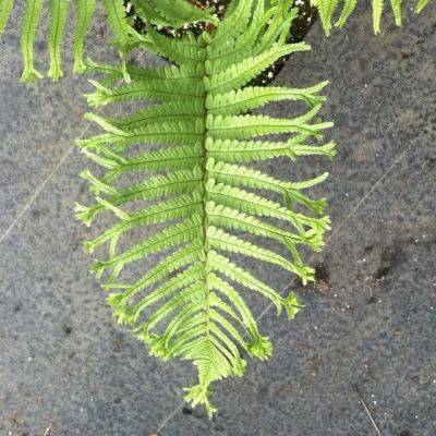 showy ferns to crave, with judith jones of fancy fronds nursery
