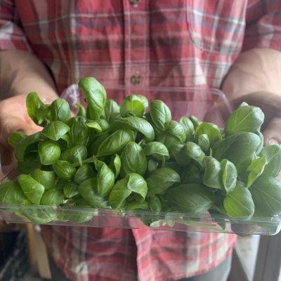 mastering microgreens, with kate spring of good heart farmstead