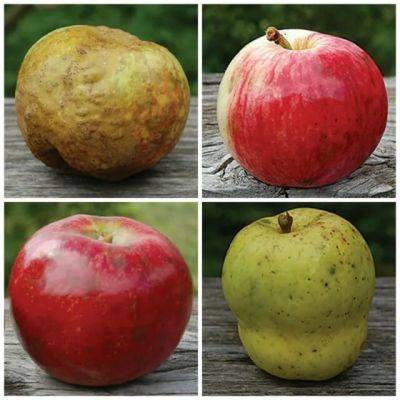antique apples with dan bussey of seed savers exchange
