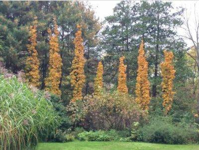 using columnar trees and shrubs, with ken druse