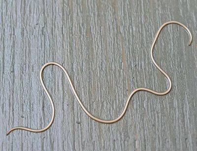a new creature on me: the amazing nematomorph