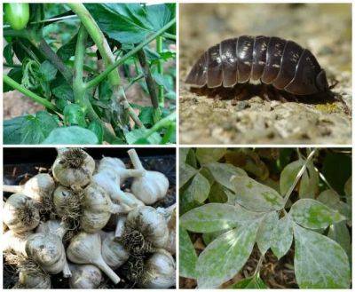 powdery mildew, sowbug and pillbug infestation, fungicides on tomatoes, garlic bloat nematode: q&a with ken druse