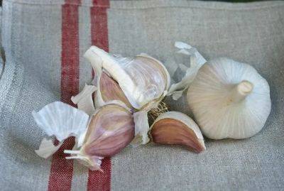 how to grow garlic (and 2 new ones i'm trying)