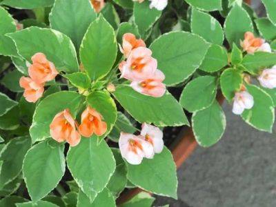 impatiens downy mildew forecast: too soon to tell