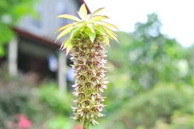 growing eucomis bicolor, or pineapple lily, in pots