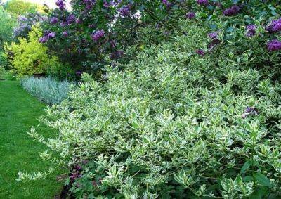 great shrub: cornus sericea ‘silver and gold’