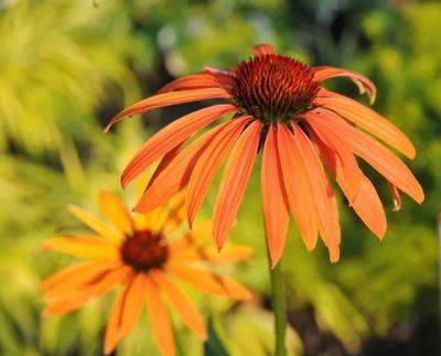 hot stuff: welcoming summer with fiery new coneflowers
