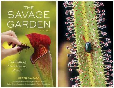 growing carnivorous plants, with peter d’amato