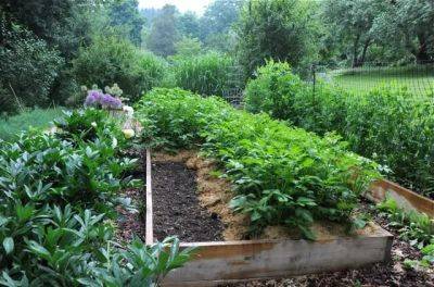 vegetable-garden tuneup: make room for more