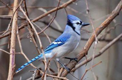 birdnote q&a: the blue jay’s loudmouth lineage