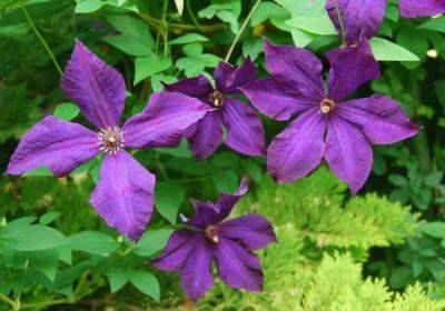 some favorite clematis