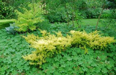 beloved conifer: golden spreading yew