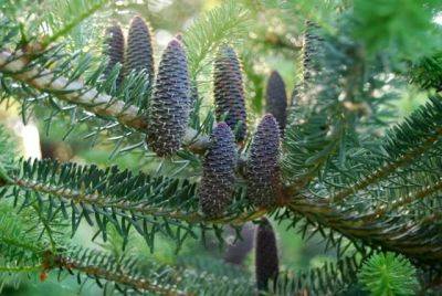 slideshow: beloved conifers