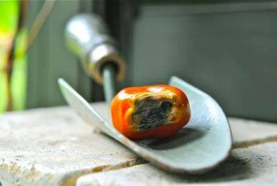 tomato health check: blossom end rot, anyone?