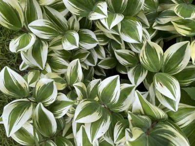 ‘meet your next favorite plant,’ a free webinar with ken druse aug. 10