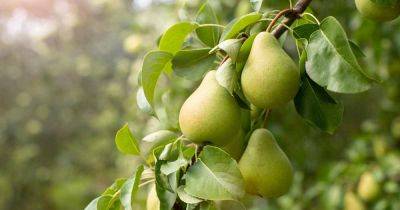 When and How to Water Pear Trees