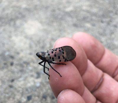 The Spotted Lanternfly Moves Closer To South Carolina