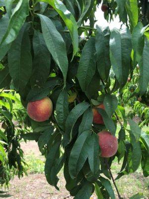 Choosing A Peach Variety for the Backyard
