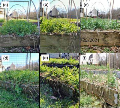 Cover Crops in Raised Beds