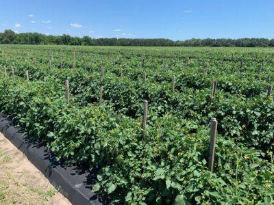 SC Fruit and Vegetable Field Report- May 17, 2021