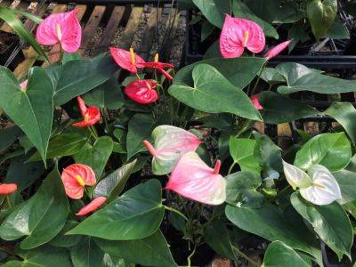 Anthurium: Easy Houseplants That Offer Long-Lasting Color