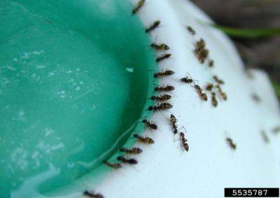 Tiny Ants Around Your Home