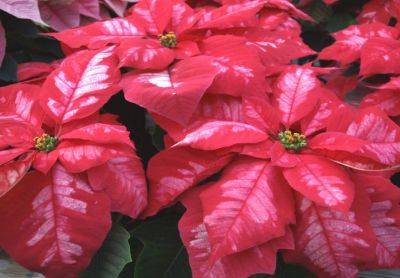 Caring for Your Poinsettia during the Holidays