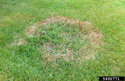 Large Patch Disease Control in Warm Season Lawns