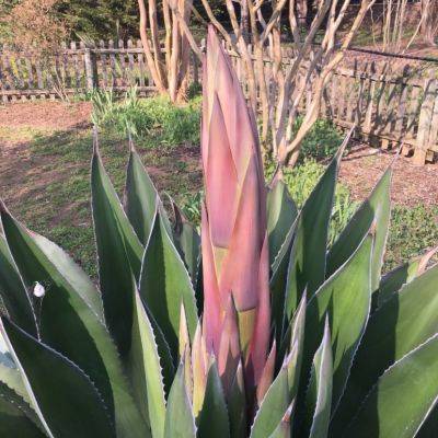 Agave approaching full bloom in June 2018.