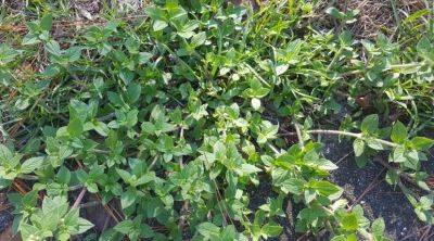 Weed of the Month – Florida Pusley