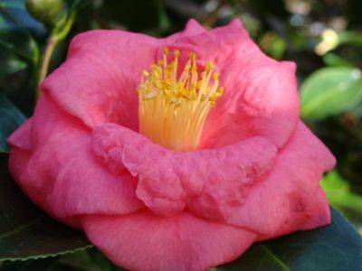 Japanese Camellias