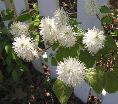 Fothergilla – The Best of the Natives