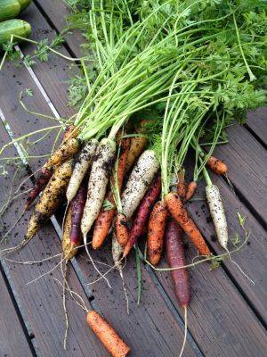 10 easy to grow vegetables for garden beginners