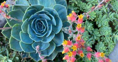 How to Grow Echeveria Succulents | Gardener's Path