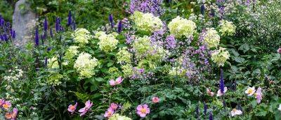 Plants for a purpose: Late summer colour