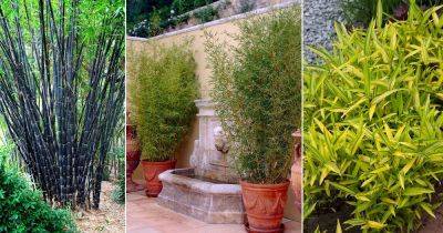 22 Types of Bamboos to Grow in Containers and Gardens