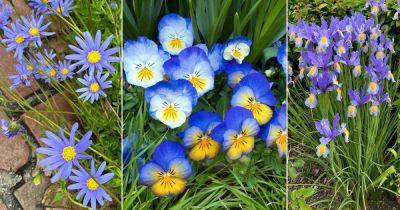 11 Best Blue and Yellow Flowers