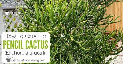 How To Care For Pencil Cactus (Euphorbia tirucalli)