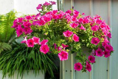 The Best Plants For Hanging Baskets