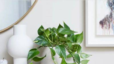 Pothos plant: How to care for and propagate the fuss-free houseplant | House & Garden