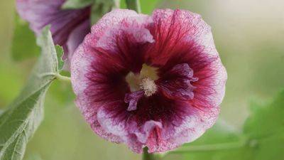 Hollyhock: How to grow, care and plant hollyhocks | House & Garden