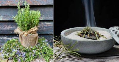 Burning Rosemary for 9 Amazing Benefits in Home & Garden