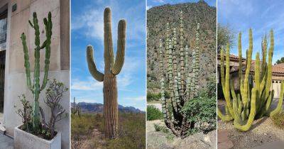 18 Amazing Cactus with Arms