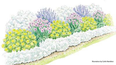 Grow a Drought-Tolerant Border with ‘Millenium’ Allium